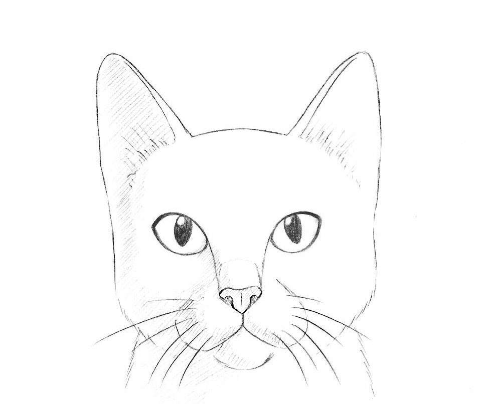 Голова кошки рисунок поэтапно