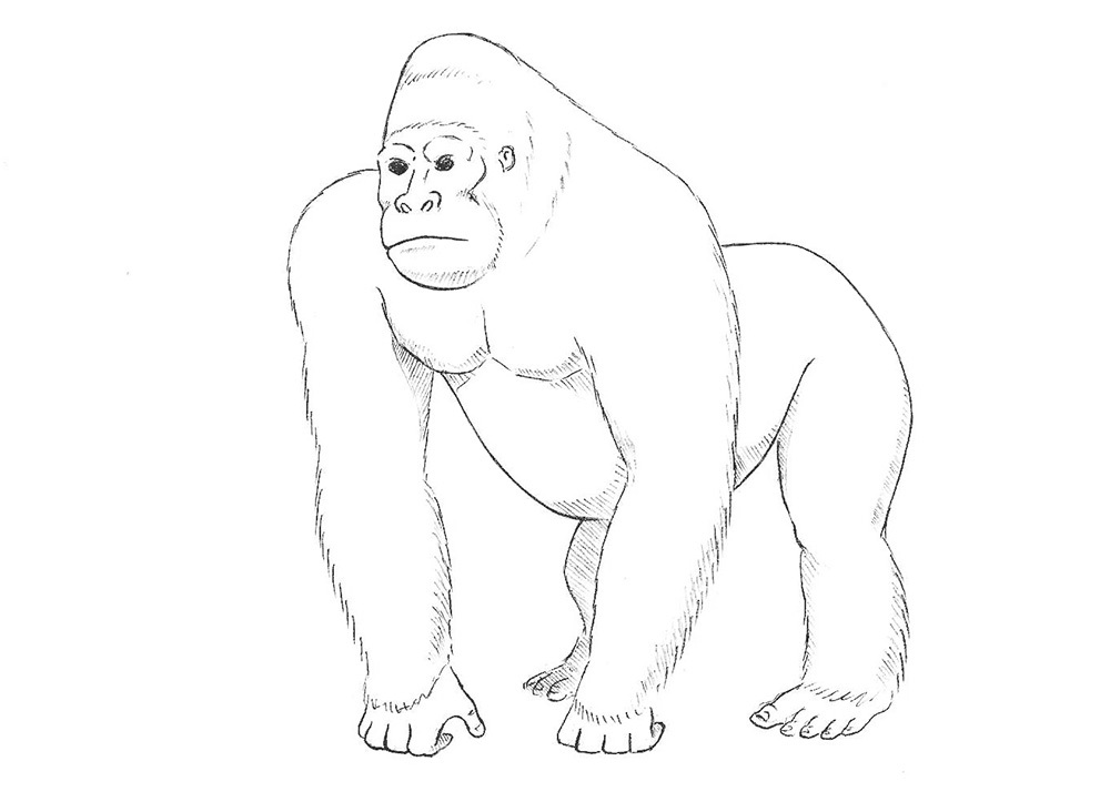 Как нарисовать обезьяну карандашом поэтапно?