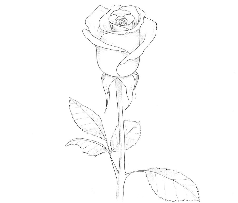 Как нарисовать розу - пошаговый мастер-класс