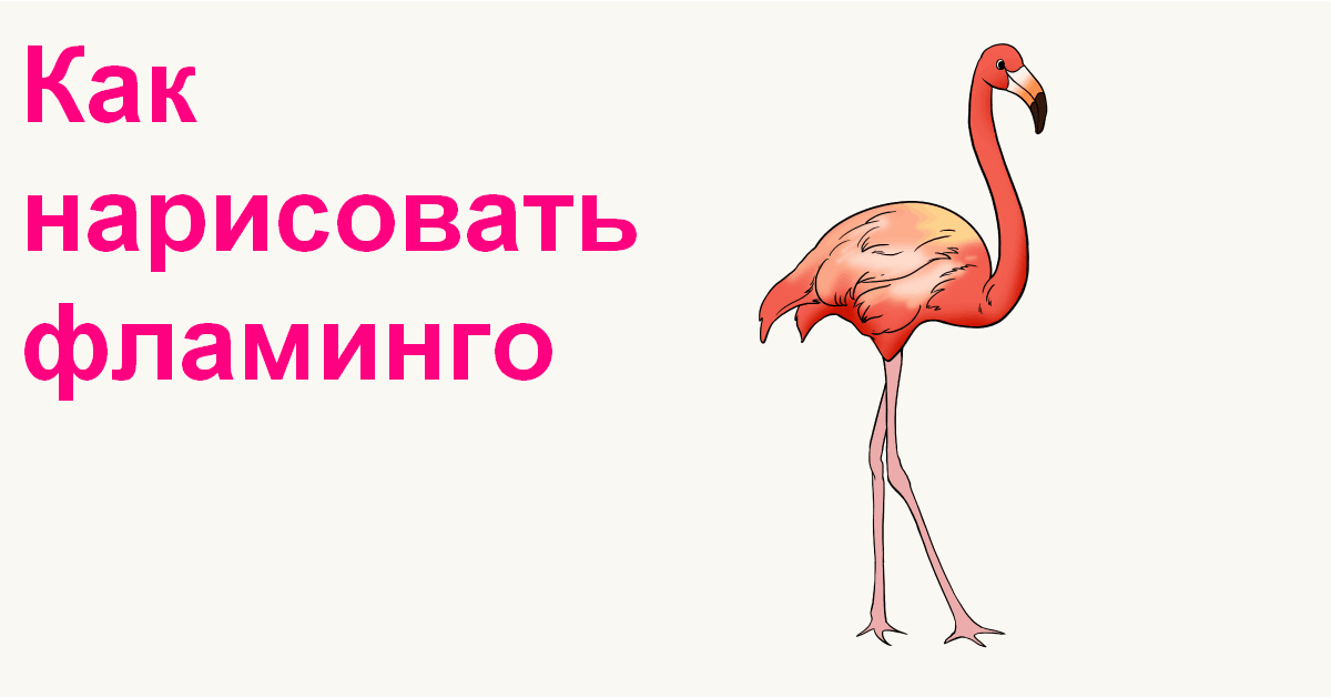 how-to-draw-a-flamingo-featured-image.png