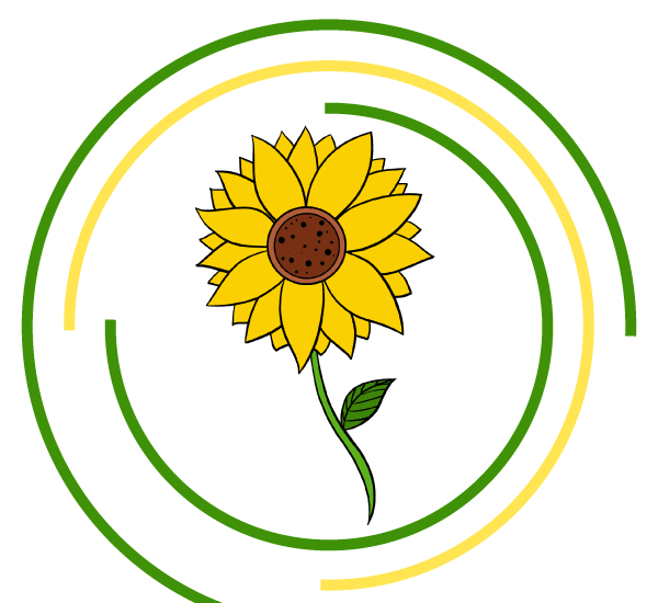 how to draw a sunflower pinterest