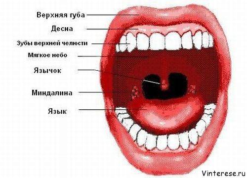 Орехи - полезные свойства