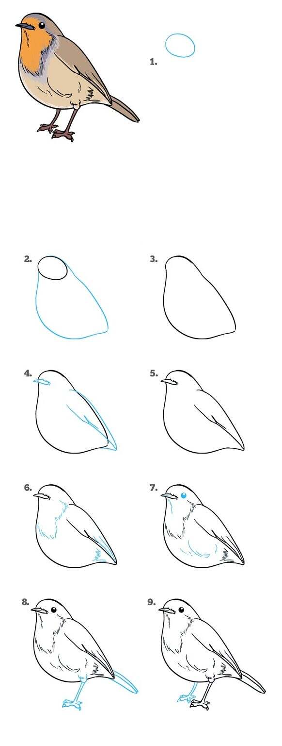 Рисунок птицы легкий для срисовки пошагово